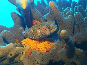 Puffer Prints: Pufferfish, Tetraodontidae Deep Sea Exploration 2025