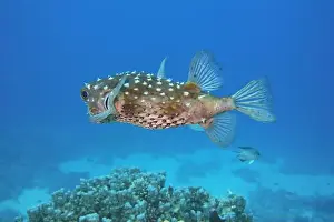 Puffer Prints: Pufferfish, Tetraodontidae Deep Sea Exploration 2025