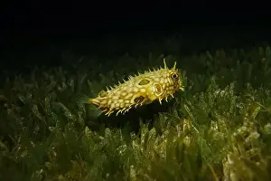 Puffer Prints: Pufferfish, Tetraodontidae Deep Sea Exploration 2025