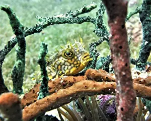 Puffer Prints: Pufferfish, Tetraodontidae Deep Sea Exploration 2025