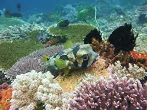 Puffer Prints: Pufferfish, Tetraodontidae Deep Sea Exploration 2025