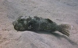 Puffer Prints: Pufferfish, Tetraodontidae Deep Sea Exploration 2025