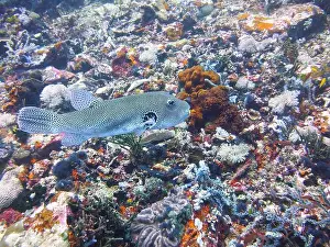 Puffer Prints: Pufferfish, Tetraodontidae Deep Sea Exploration 2025