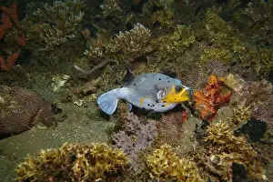 Puffer Prints: Pufferfish, Tetraodontidae Deep Sea Exploration 2025