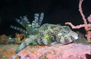 Puffer Prints: Pufferfish, Tetraodontidae Deep Sea Exploration 2025