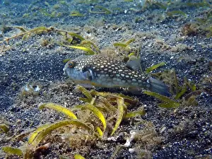 Puffer Prints: Pufferfish, Tetraodontidae Deep Sea Exploration 2025