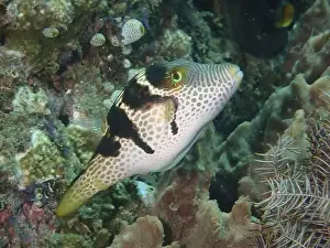 Percomorphaceae Prints: Pufferfish with unique pattern
