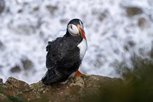 Fjord Prints: Puffin nesting and perched on cliff face on rugged UK coastline view from above looking down portrait view showing