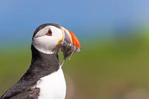 Colorful Beak Prints: Puffin with Sand Eels in its mouth on the Farne Islands