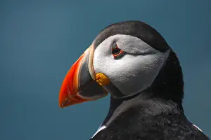 Comical Prints: Puffin on skomer island pembrokeshire west wales uk (fratercula arctica)