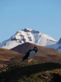 Early Morning Prints: A puffin stands on grassy terrain