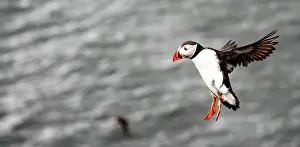 Black Water Prints: Puffins in Iceland