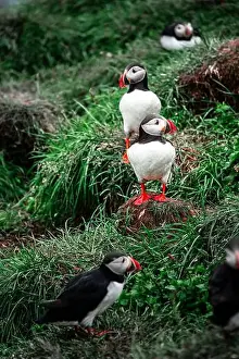 Black Water Prints: Puffins in Iceland