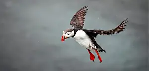 Black Water Prints: Puffins in Iceland