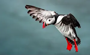 Black Water Prints: Puffins in Iceland