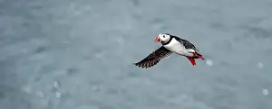 Black Water Prints: Puffins in Iceland