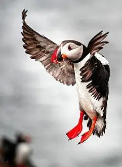 Black Water Prints: Puffins in Iceland