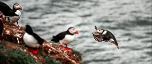 Black Water Prints: Puffins in Iceland