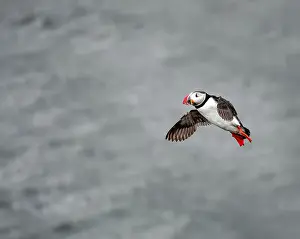 Black Water Prints: Puffins in Iceland