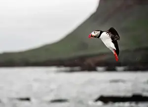 Black Water Prints: Puffins in Iceland