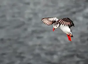 Black Water Prints: Puffins in Iceland