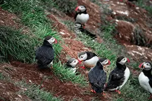 Black Water Prints: Puffins in Iceland