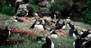 Black Water Prints: Puffins in Iceland