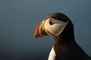 Puffin Prints: Puffins in Iceland