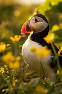 Puffin Prints: Puffins in Iceland
