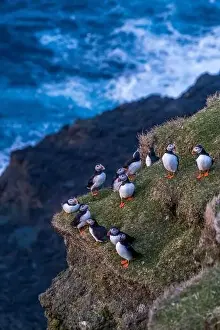 Travel Brochure Prints: Puffins during mating season on the edge of a cliff in Myjnes in Faroe Islands