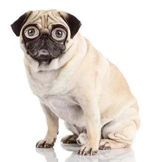 Lick Prints: pug dog with human eyes isolated on a white background