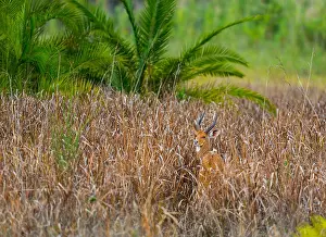 Puku (Kobus vardonii), Kasanka National Park, Serenje, Zambia, Africa