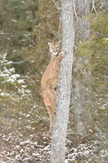 Cougar Prints: Puma Felis concolor, adult climbing tree, Montana, USA, March