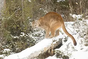 Cougar Prints: Puma Felis concolor, adult standing on snow covered fallen tree, Montana, USA, March