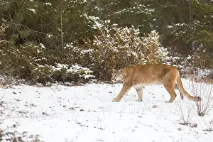 Cougar Prints: Puma Felis concolor, adult walking on snow at forest edge, Montana, USA, March