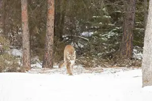 Cougar Prints: Puma Felis concolor, adult walking on snow at forest edge, Montana, USA, March