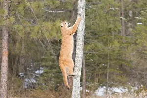 Cougar Prints: Puma Felis concolor, juvenile climbing tree, Montana, USA, March