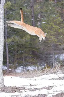 Cougar Prints: Puma Felis concolor, juvenile jumping from tree, Montana, USA, March