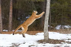 Cougar Prints: Puma Felis concolor, juvenile jumping up tree, Montana, USA, March