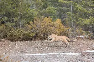 Cougar Prints: Puma Felis concolor, juvenile running, Montana, USA, March