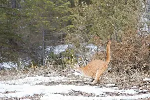 Cougar Prints: Puma Felis concolor, juvenile running, Montana, USA, March