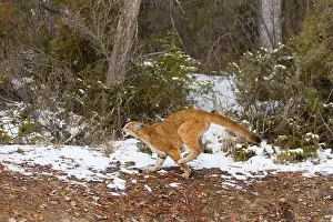 Cougar Prints: Puma Felis concolor, juvenile running, Montana, USA, March