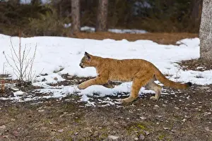 Cougar Prints: Puma Felis concolor, juvenile running, Montana, USA, March