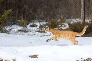 Cougar Prints: Puma Felis concolor, juvenile running on snow, Montana, USA, March