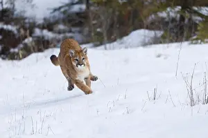 Cougar Prints: Puma Felis concolor, juvenile running on snow, Montana, USA, March