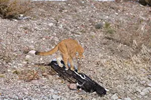 Cougar Prints: Puma Felis concolor, juvenile standing on log, Montana, USA, March