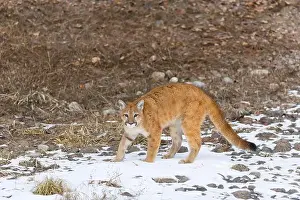 Cougar Prints: Puma Felis concolor, juvenile standing on snow covered ground, Montana, USA, March