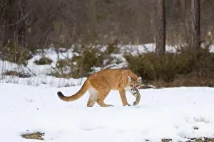 Cougar Prints: Puma Felis concolor, juvenile walking on snow, Montana, USA, March