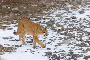 Cougar Prints: Puma Felis concolor, juvenile walking on snow covered ground, Montana, USA, March
