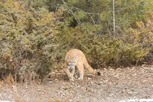 Cougar Prints: Puma Felis concolor, juvenile walking at woodland edge, Montana, USA, March
